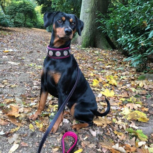 “Bijou” halsband zwart & roze - Afbeelding 2