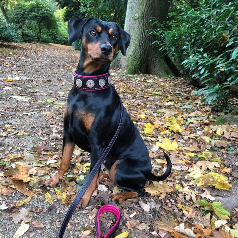 “Bijou” halsband zwart & roze - Afbeelding 2