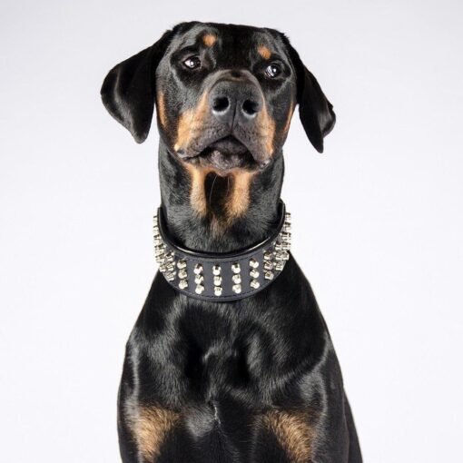 De “Stud” hondenhalsband - Afbeelding 2