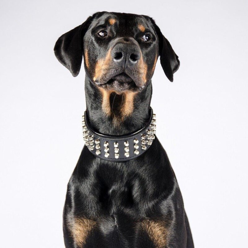 De “Stud” hondenhalsband - Afbeelding 2