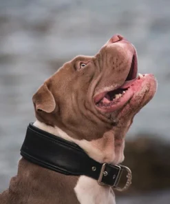 Alternative view of Plain "Style" collar black