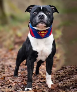 ''Superman'' collar - Afbeelding 3