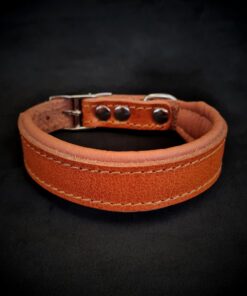 Clean Puppy Collar