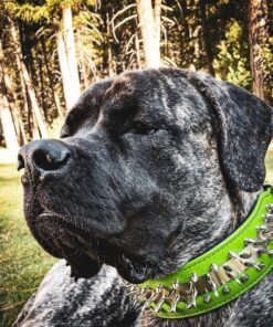Alternative view of ''Predator'' collar in Green
