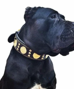 The "Maximus" collar 2 inch wide gold decoration - Afbeelding 3