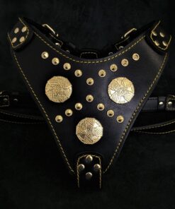 The "Maximus" harness black & gold