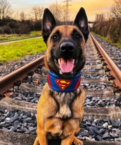 ''Superman'' collar - Afbeelding 5