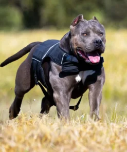 Bestia Dog Sport Weighted Harness BLACK