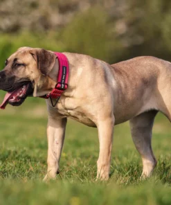Bestia Dog Sport GripPro Print Collar PINK - Afbeelding 3