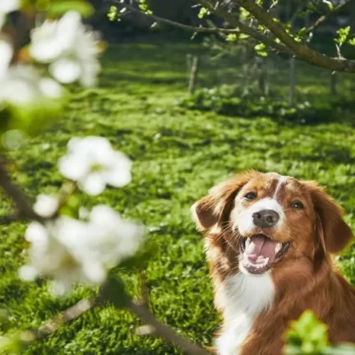 Lentekriebels? - Zo help je jouw hond gezond het seizoen door
