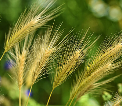 Grasaren bij honden waar moet je op letten