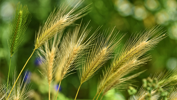 Grasaren bij honden waar moet je op letten