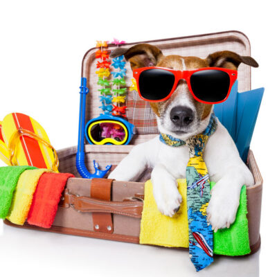 Tips voor een autovakantie met je hond