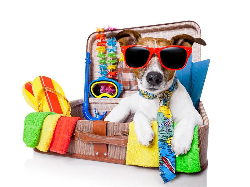 Tips voor een autovakantie met je hond